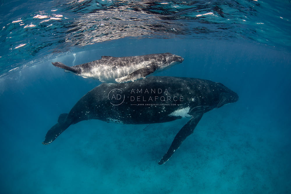 OceanLife Scuba Expeditions | Photography