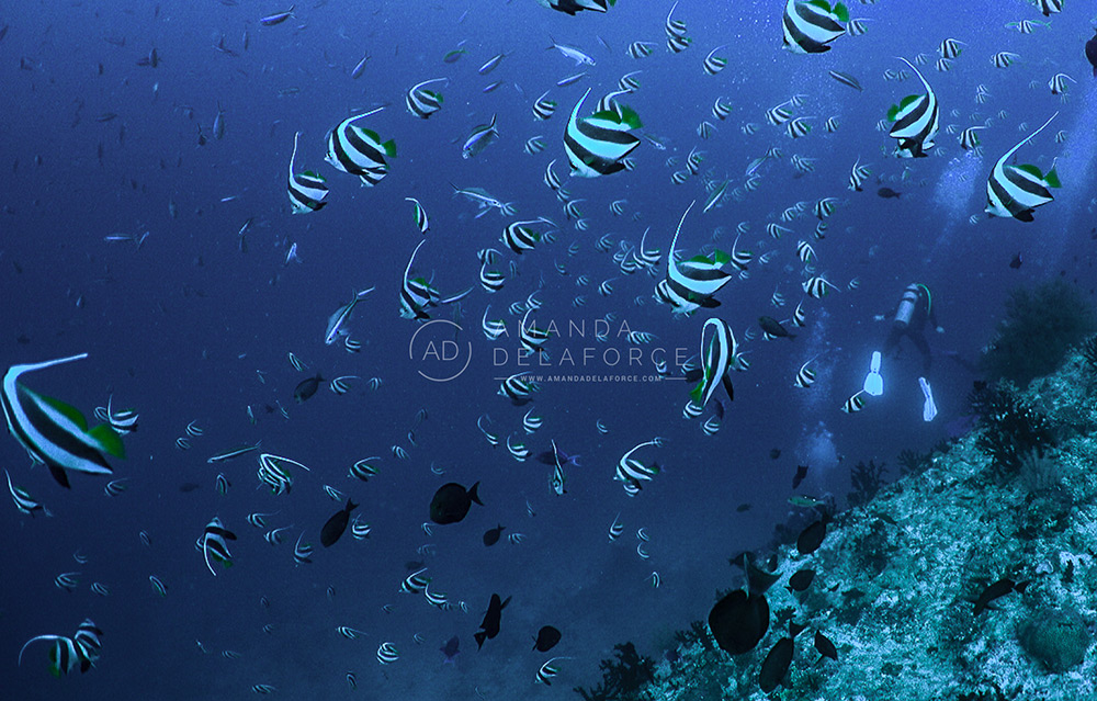 OceanLife Scuba Expeditions | Photography
