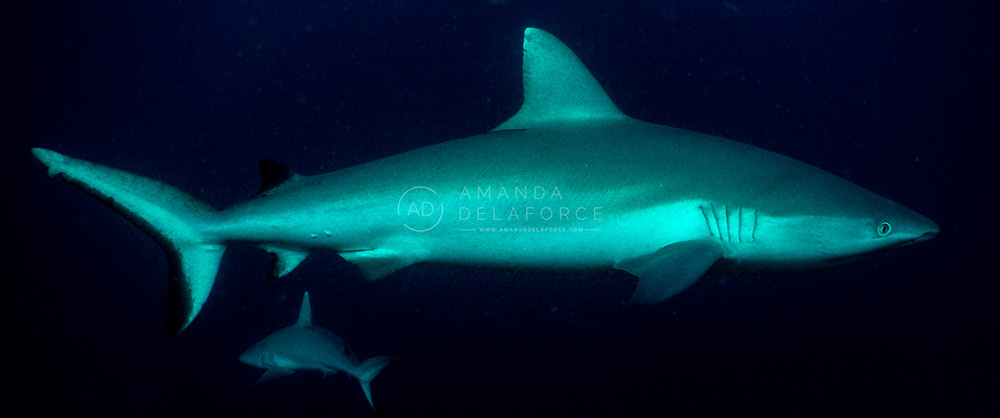 OceanLife Scuba Expeditions | Photography
