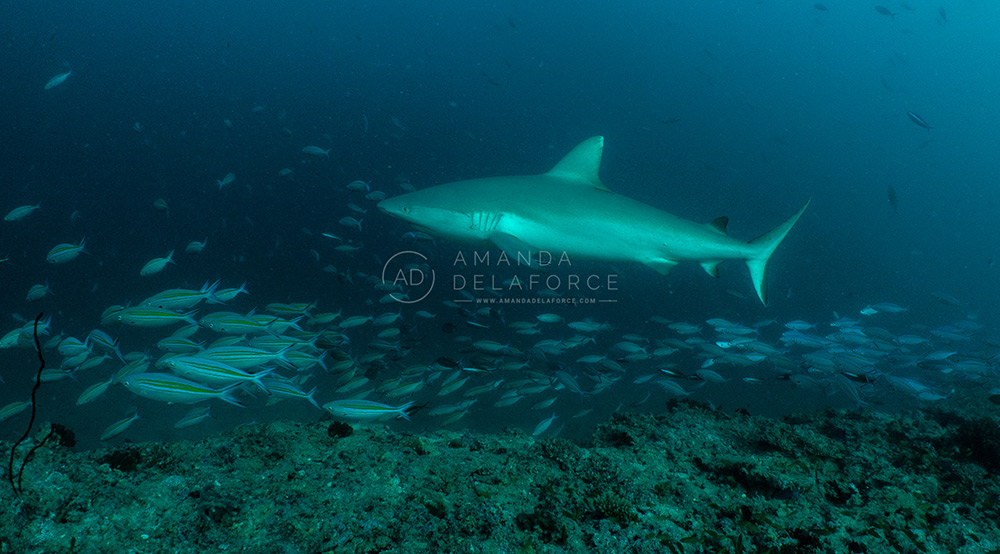 OceanLife Scuba Expeditions | Photography