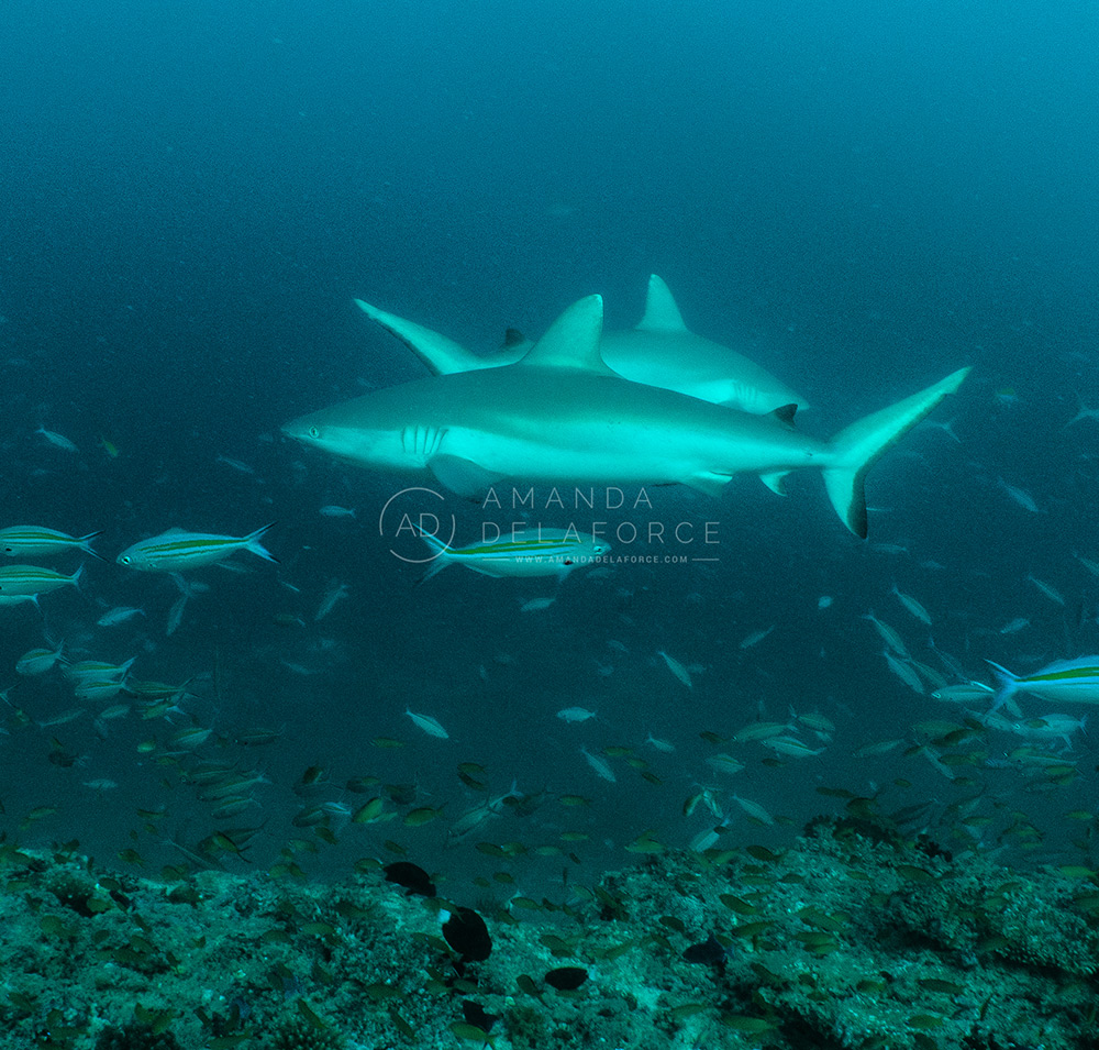 OceanLife Scuba Expeditions | Photography