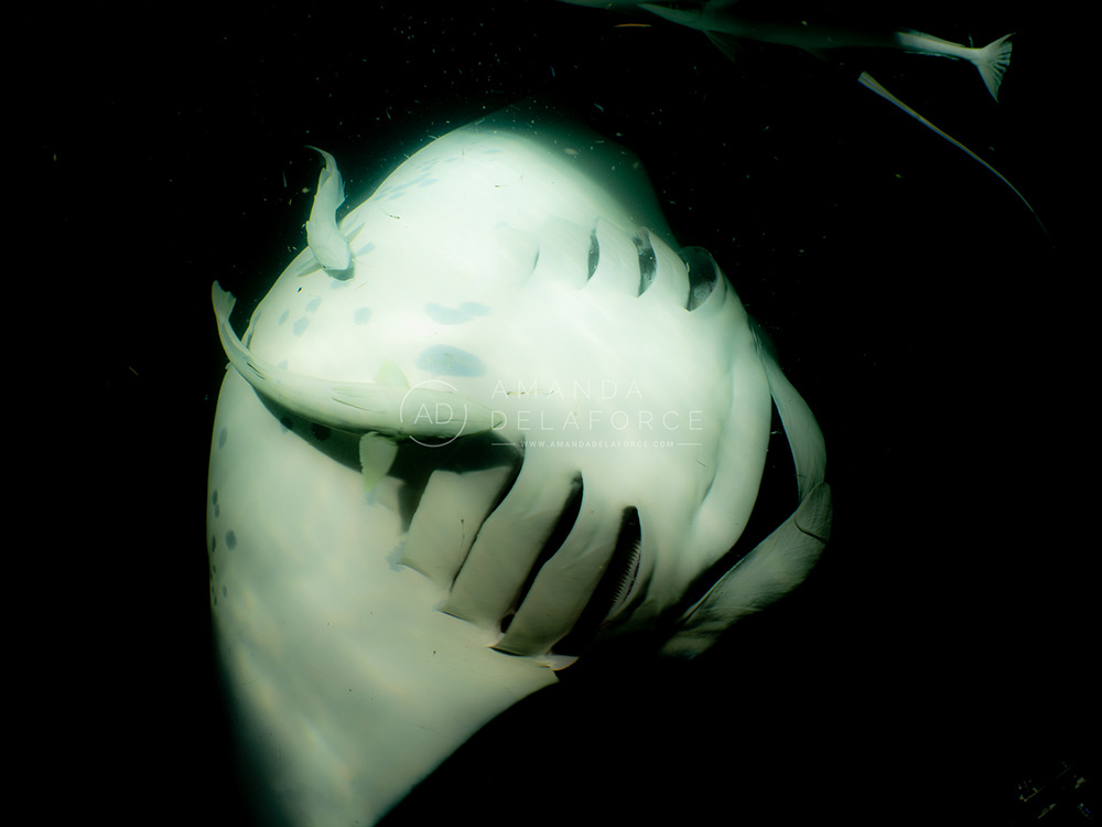 OceanLife Scuba Expeditions | Photography