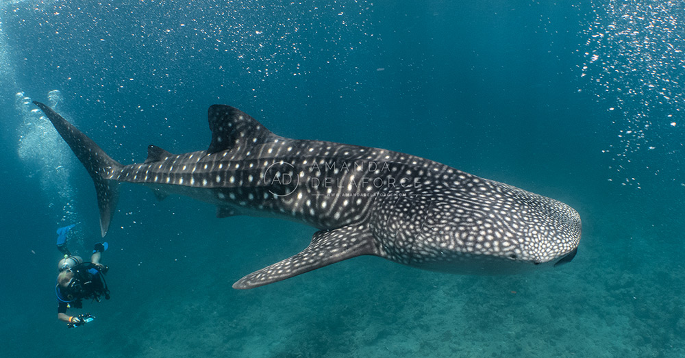 OceanLife Scuba Expeditions | Photography