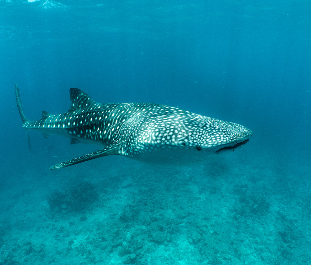 OceanLife Scuba Expeditions | Photography