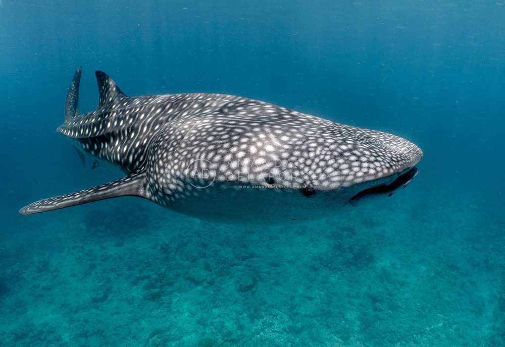 OceanLife Scuba Expeditions | Photography