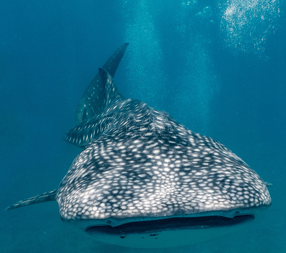OceanLife Scuba Expeditions | Photography