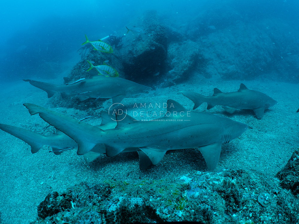 OceanLife Scuba Expeditions | Photography