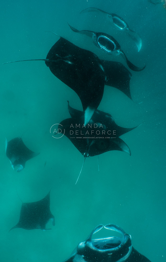 OceanLife Scuba Expeditions | Photography