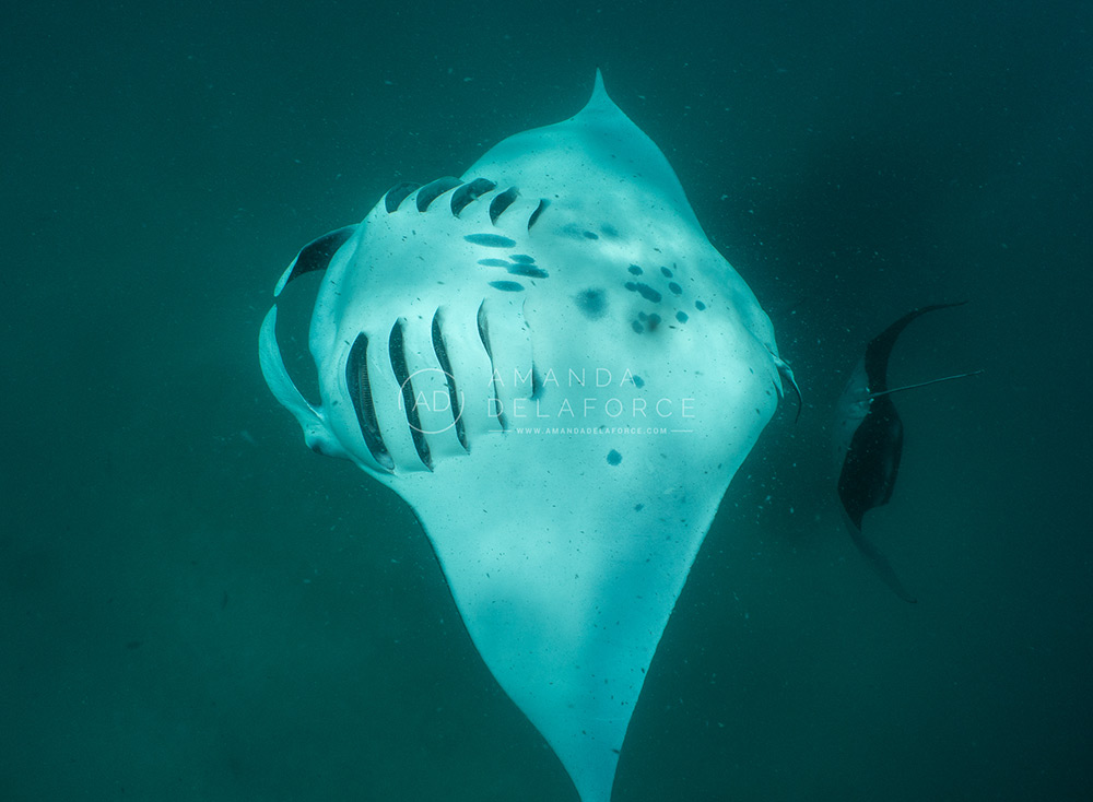 OceanLife Scuba Expeditions | Photography