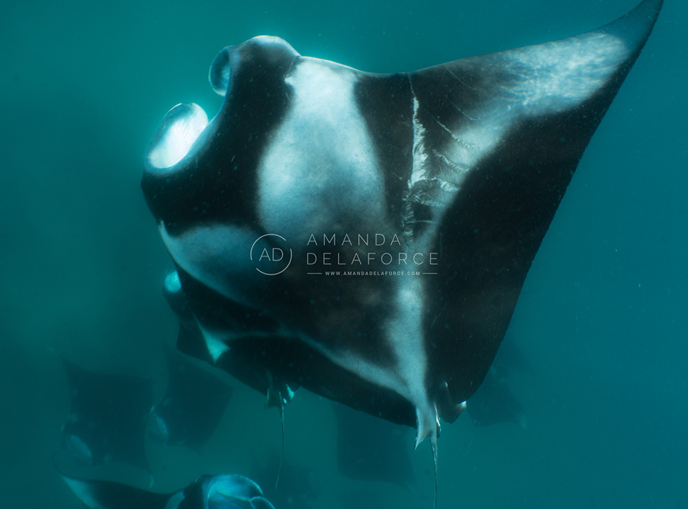 OceanLife Scuba Expeditions | Photography