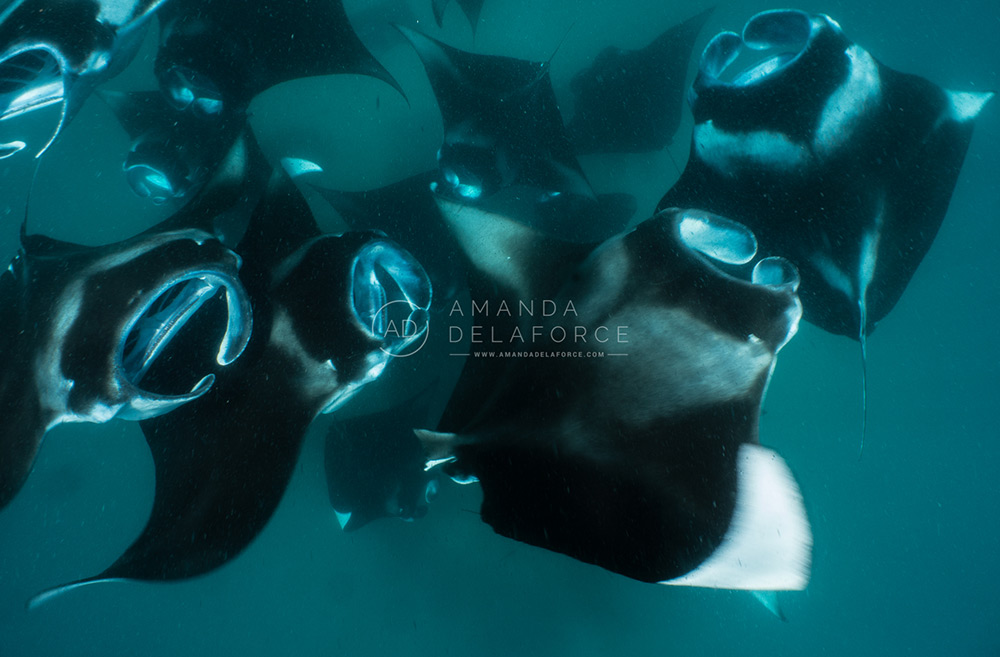 OceanLife Scuba Expeditions | Photography