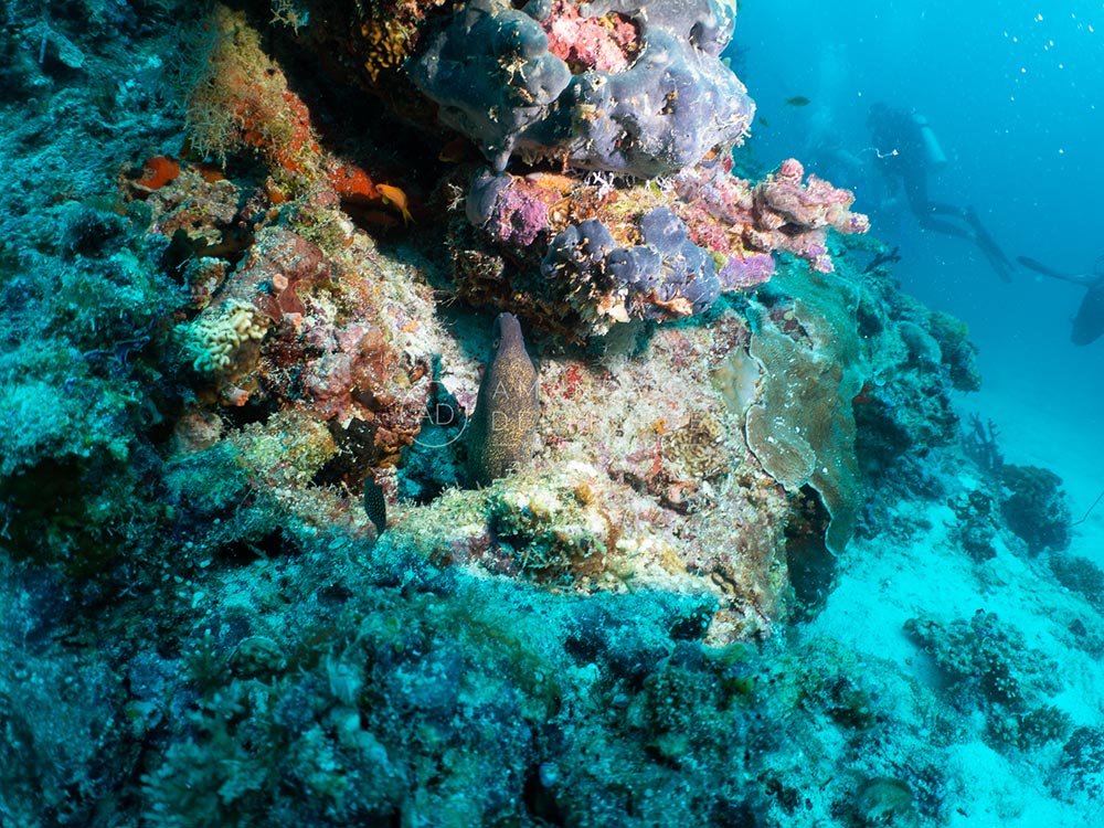 OceanLife Scuba Expeditions | Photography