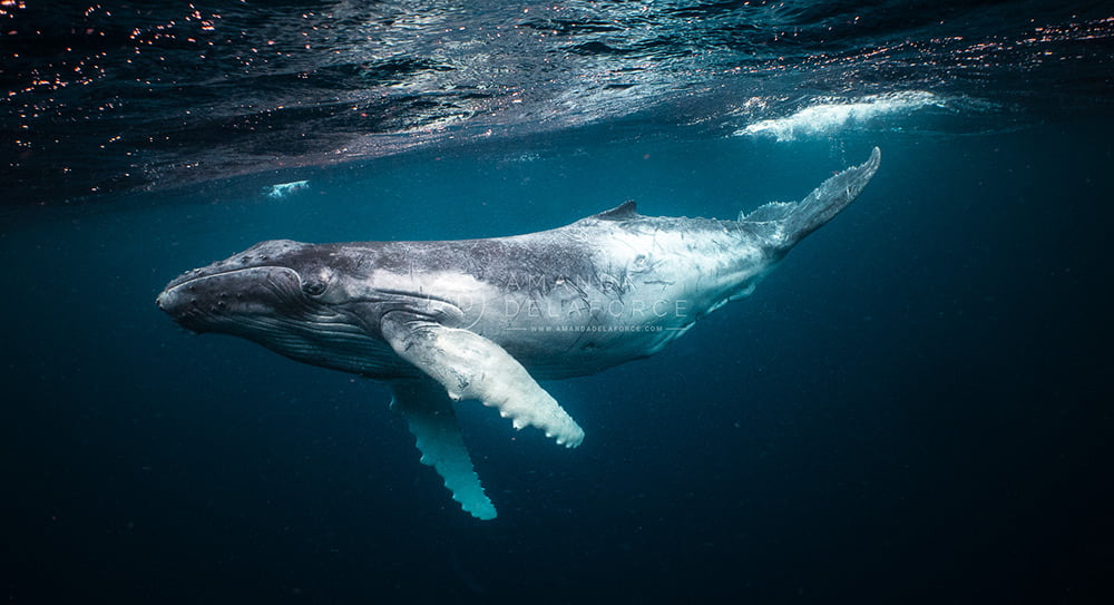 OceanLife Scuba Expeditions | Photography