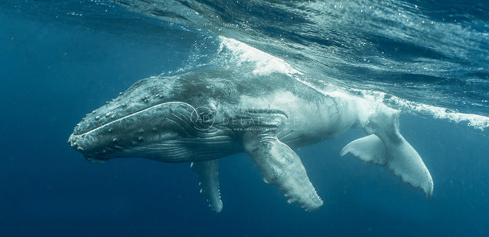 OceanLife Scuba Expeditions | Photography