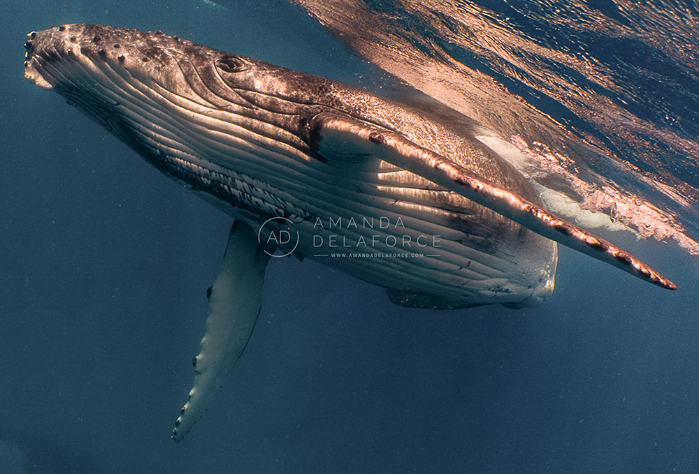 OceanLife Scuba Expeditions | Photography