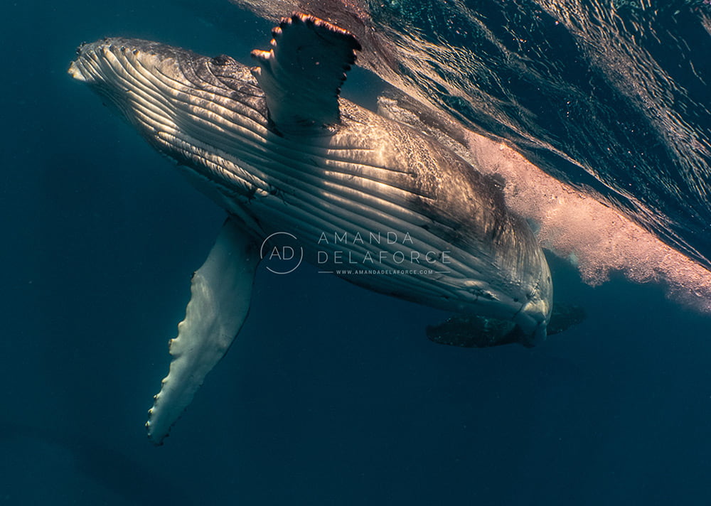 OceanLife Scuba Expeditions | Photography
