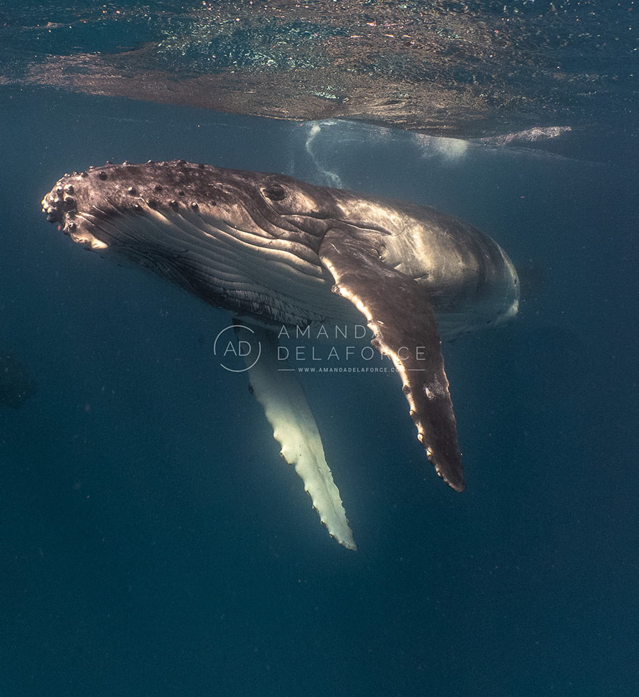 OceanLife Scuba Expeditions | Photography