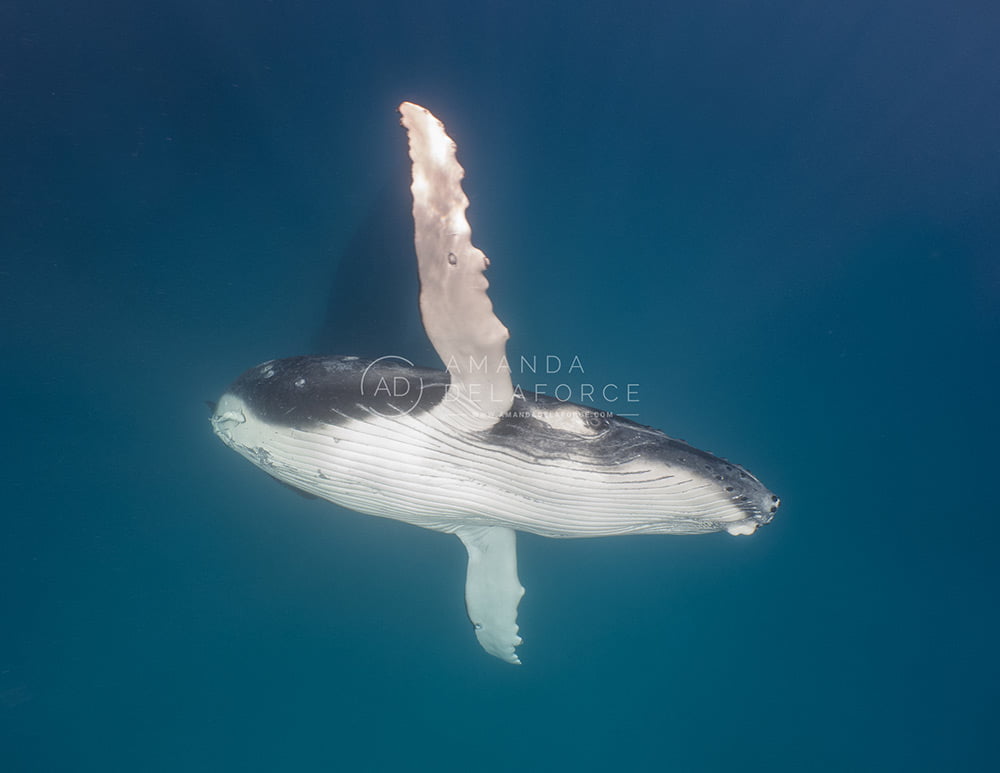 OceanLife Scuba Expeditions | Photography