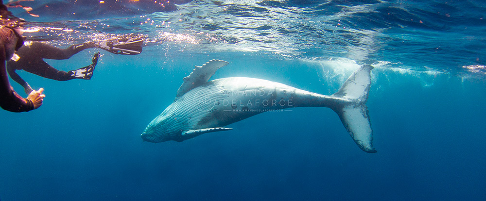 OceanLife Scuba Expeditions | Photography