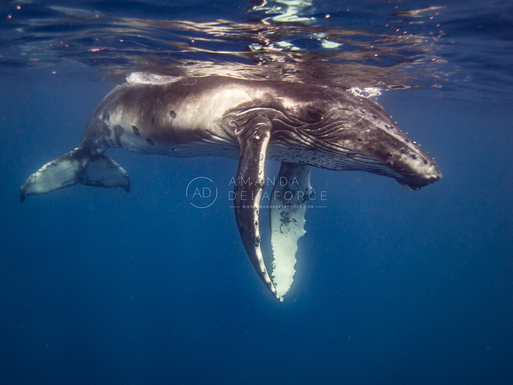 OceanLife Scuba Expeditions | Photography