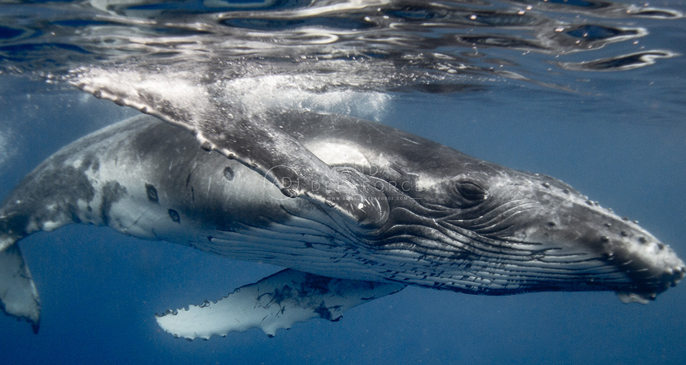 OceanLife Scuba Expeditions | Photography