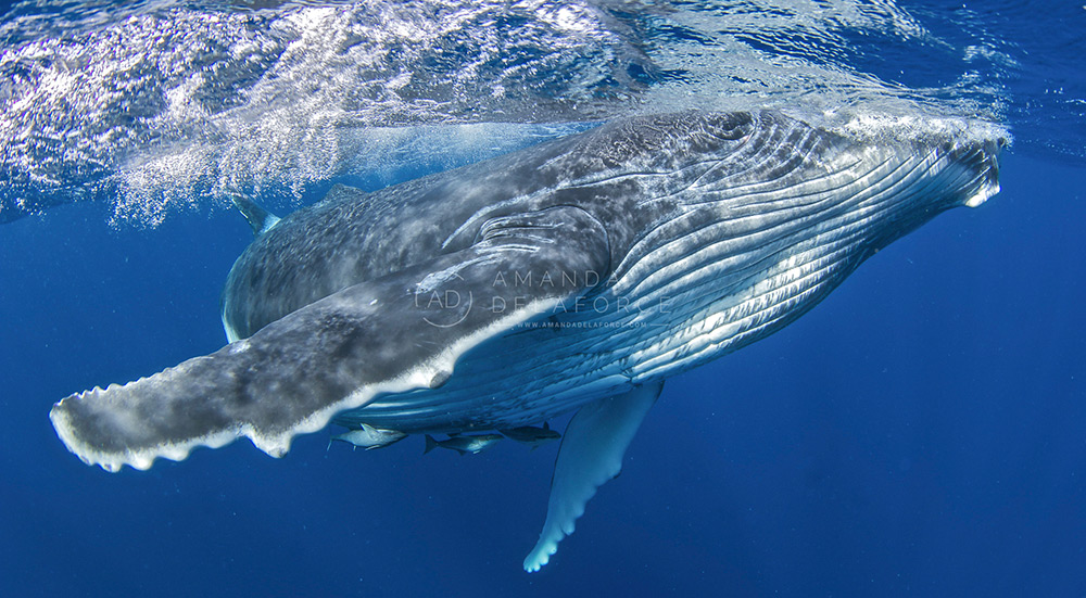OceanLife Scuba Expeditions | Photography