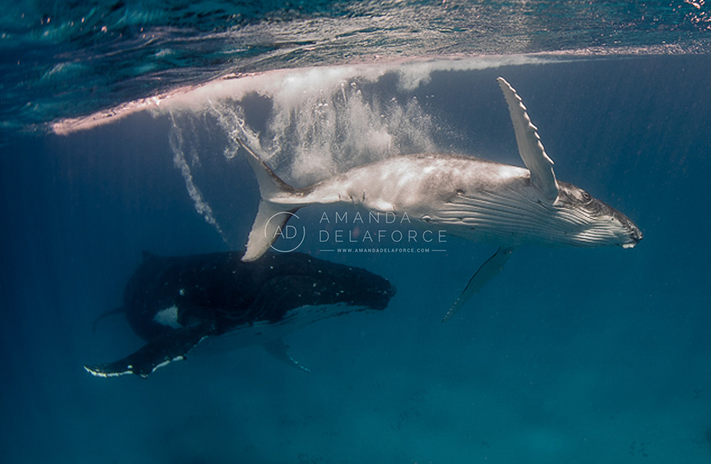 OceanLife Scuba Expeditions | Photography