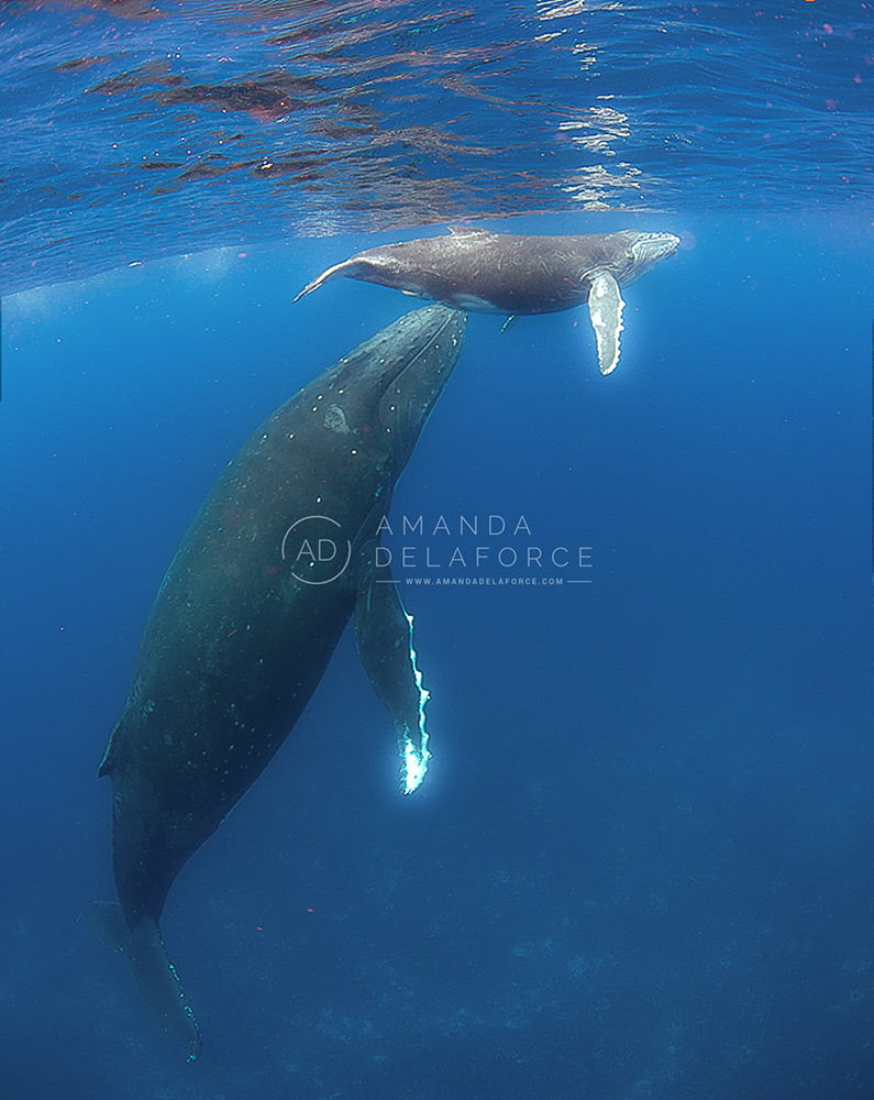 OceanLife Scuba Expeditions | Photography