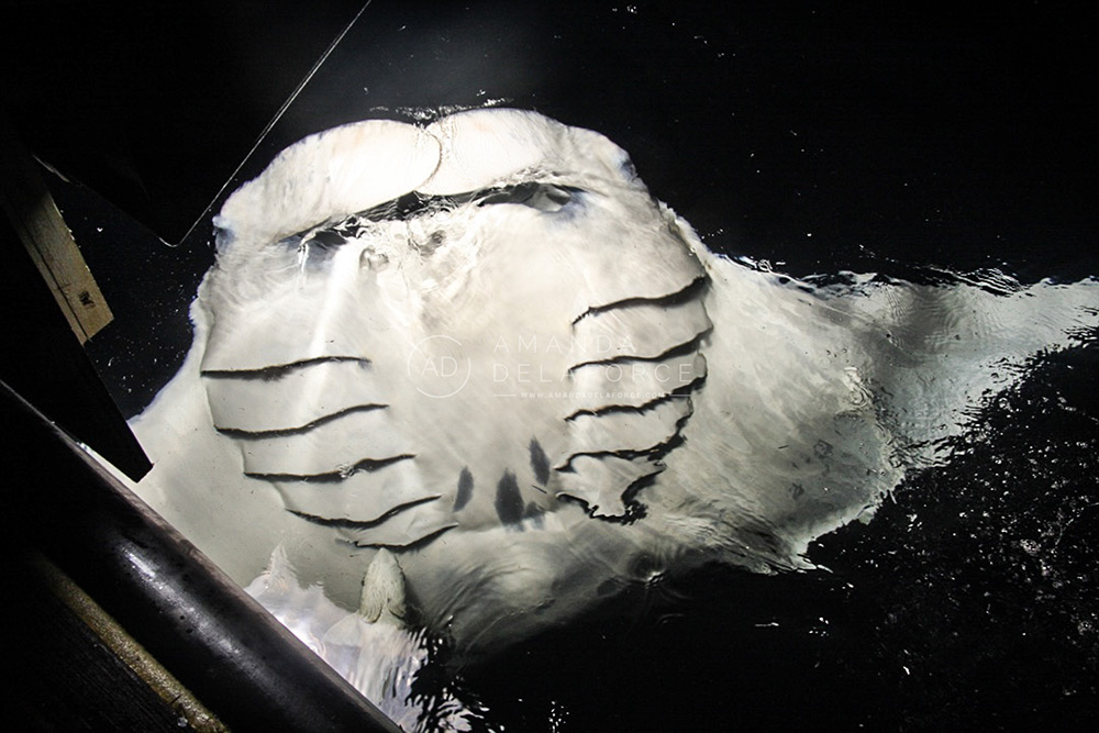 OceanLife Scuba Expeditions | Photography