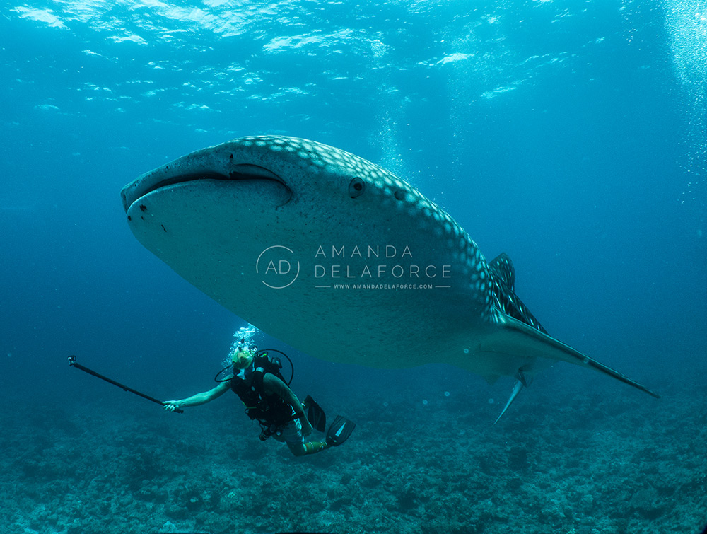 OceanLife Scuba Expeditions | Photography