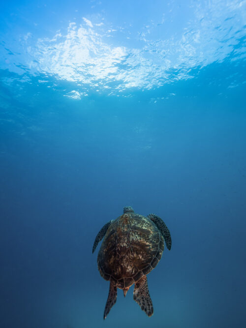 Breathe| LORD HOWE ISLAND
