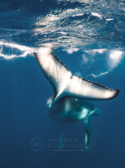 Swirls & Twirls | TONGA