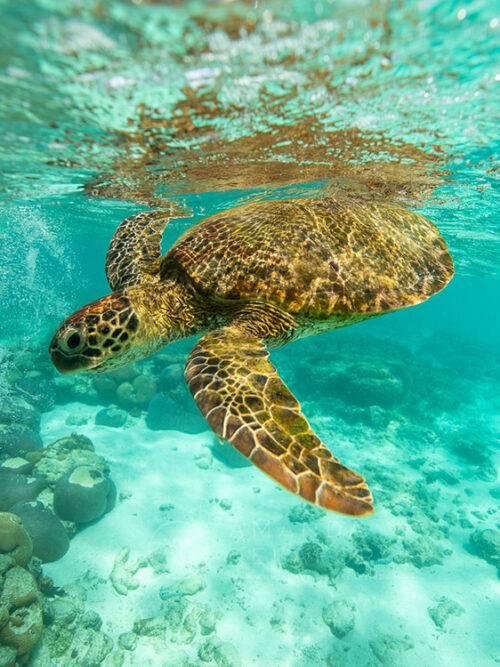 Turtle swimming during scuba expedition