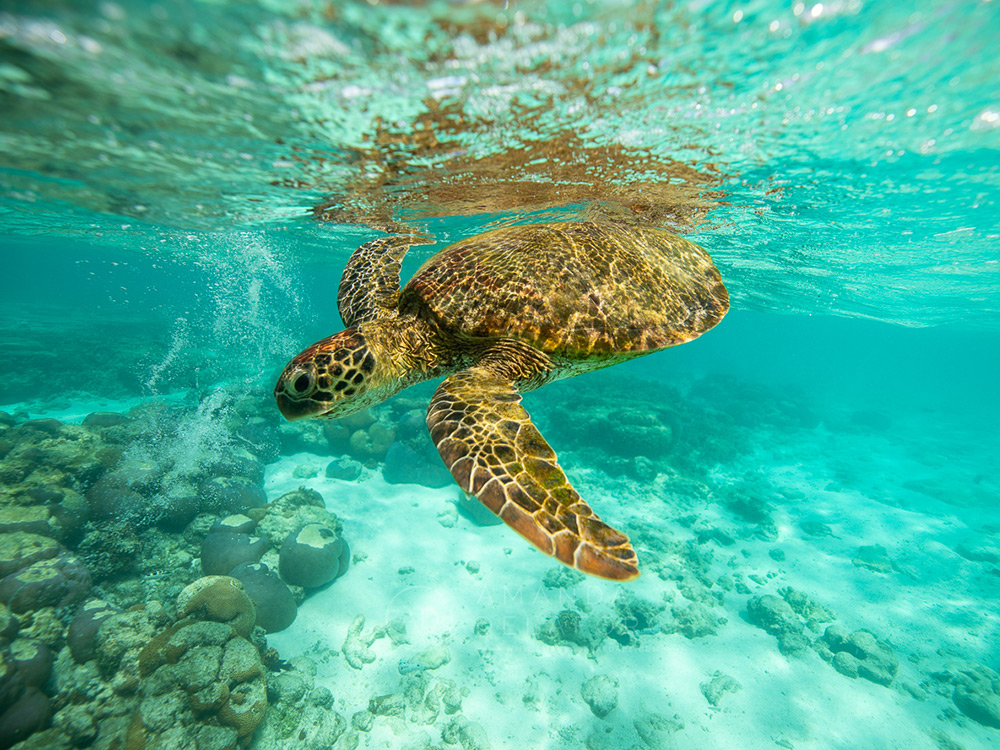 Explore Expeditions