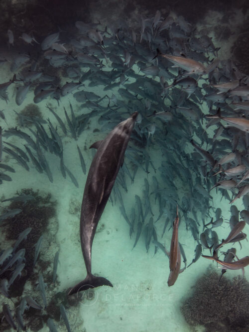 Focused | LADY ELLIOT ISLAND