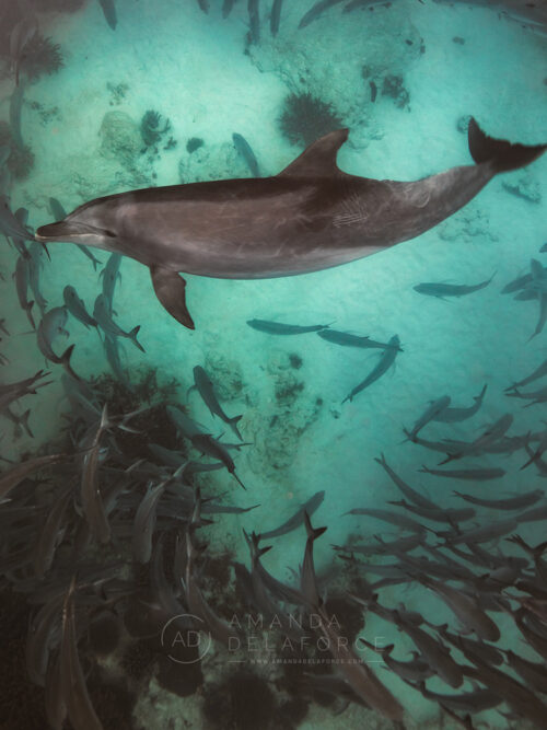Buffet | LADY ELLIOT ISLAND