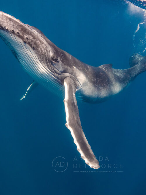 Playful | TONGA