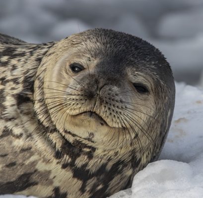 2027 Antarctica Expedition