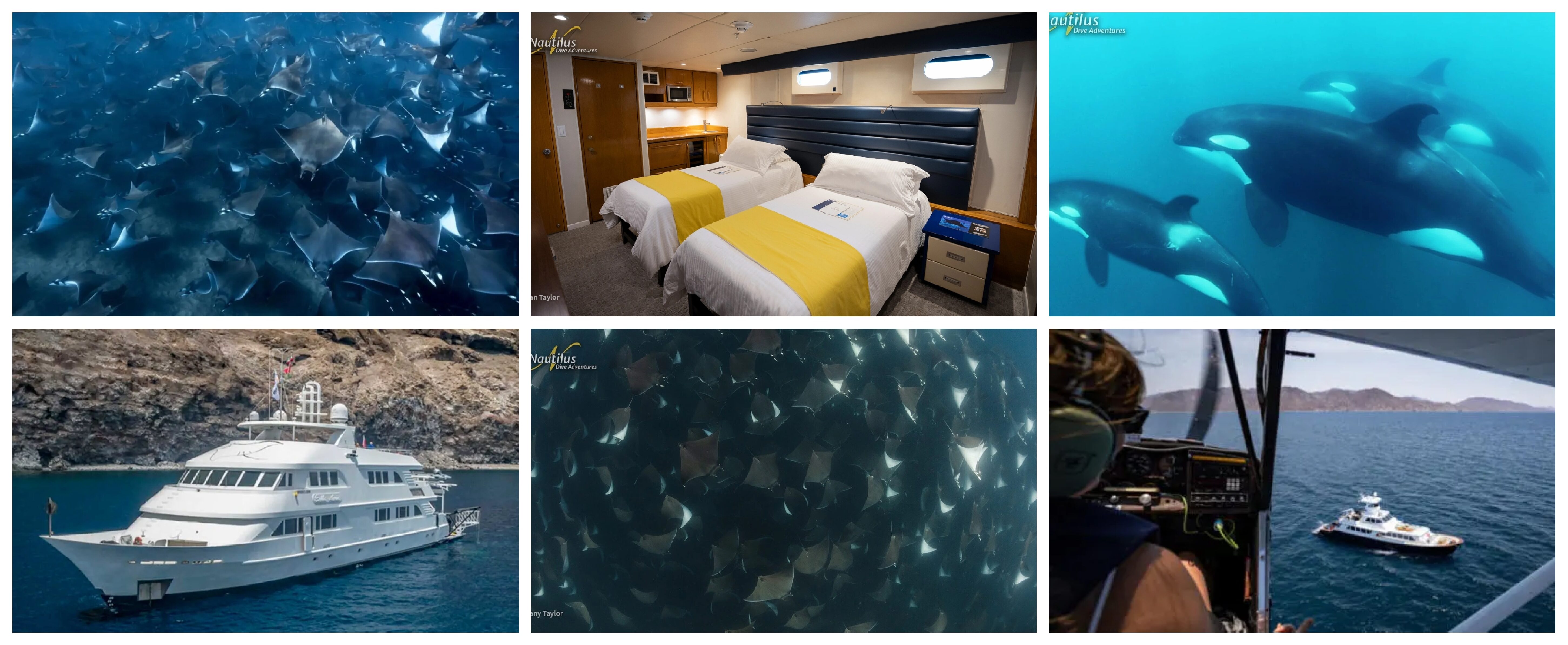 OceanLife Scuba Expeditions | Sea of Cortez & Baja 2026 Dive Trip