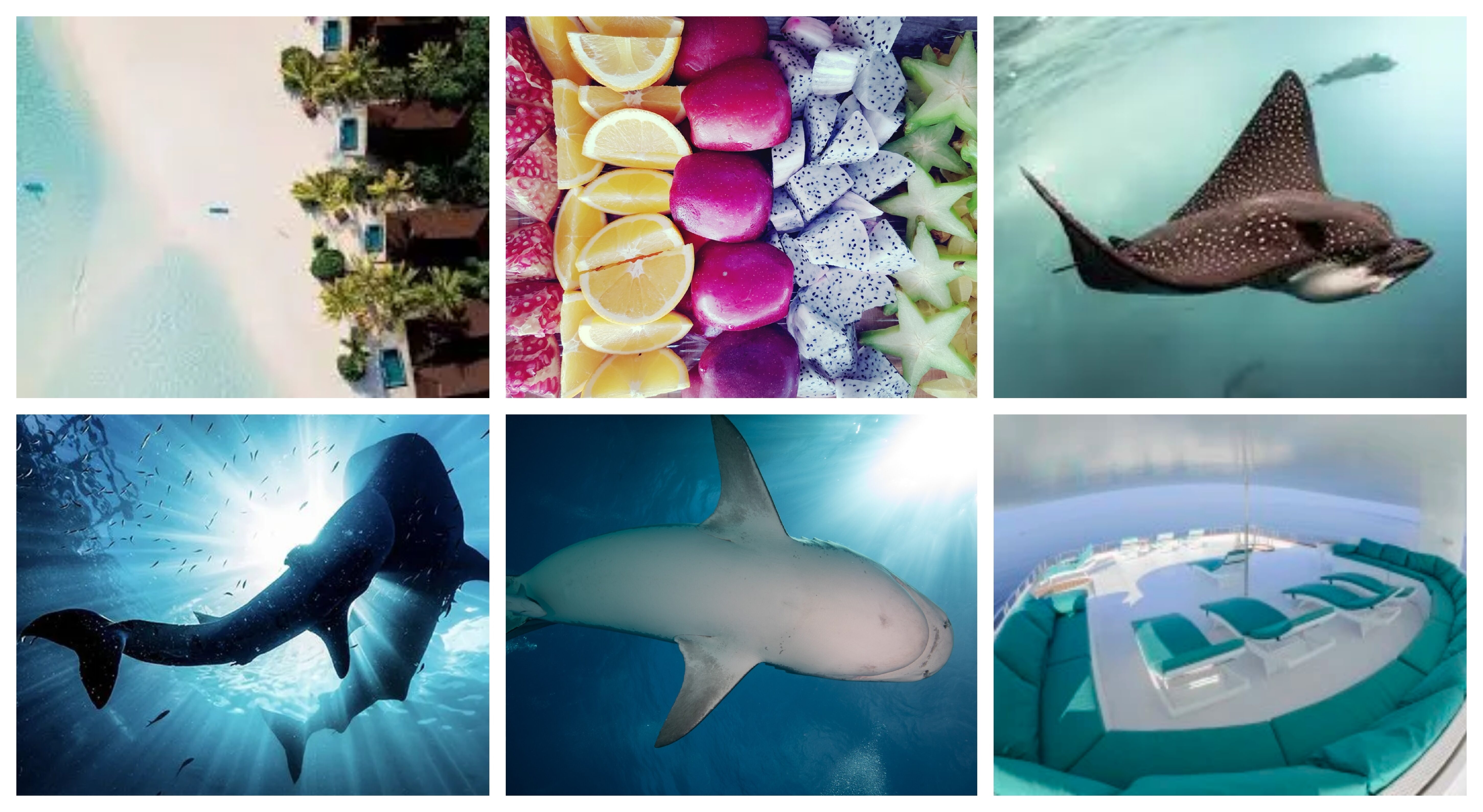 OceanLife Scuba Expeditions | Maldives Deep South 2026