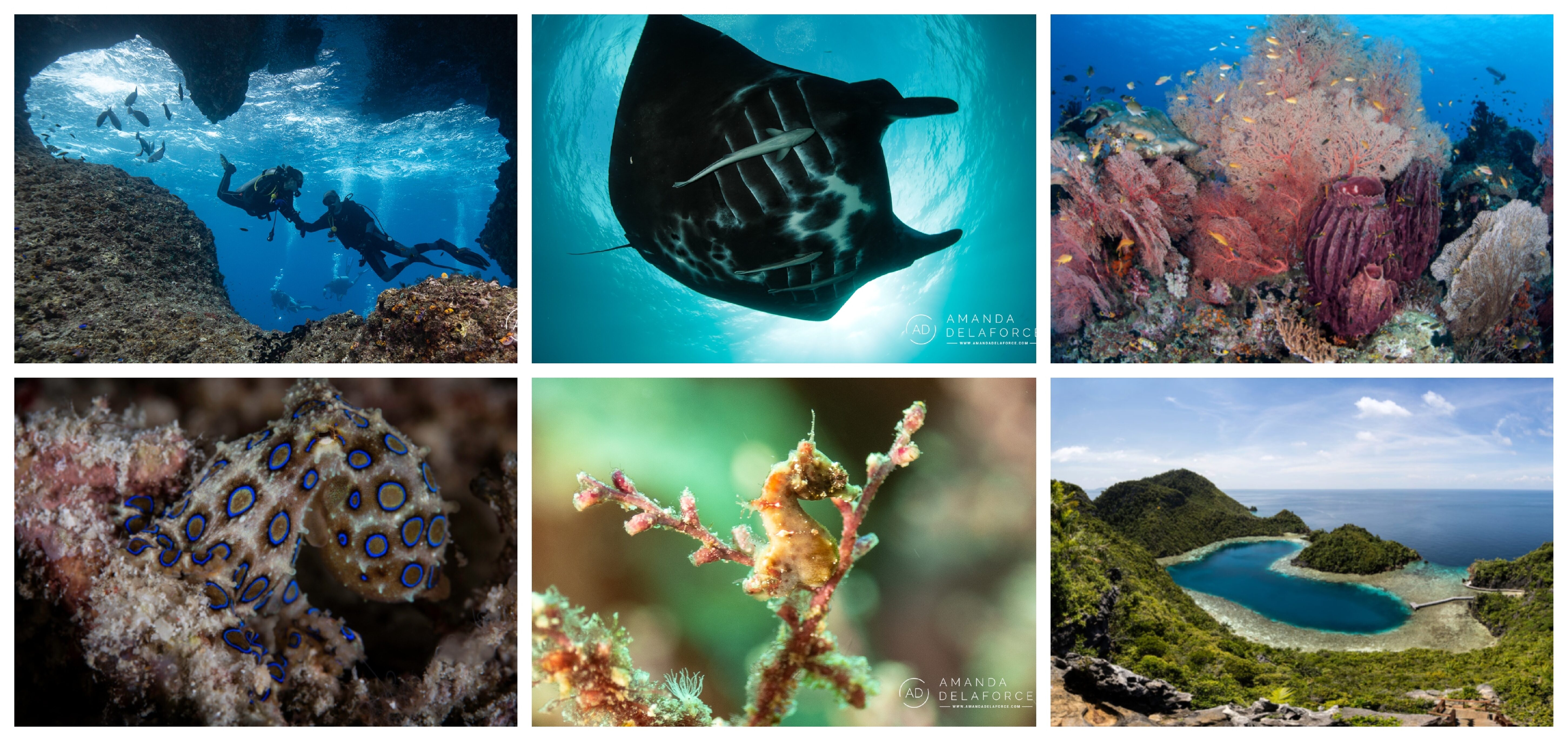 OceanLife Scuba Expeditions | Raja Ampat 2026 Dive Trip